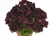 Pelargonium grandiflorum Aristo Black Velvet