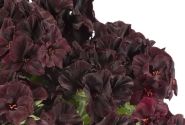 Pelargonium grandiflorum Aristo Black Velvet