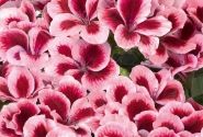Pelargonium grandiflorum Aristo Strawberry Cream