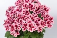 Pelargonium grandiflorum Aristo Strawberry Cream