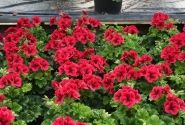 Pelargonium grandiflorum Candy Flowers Bright Red (12cm)
