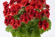 Pelargonium grandiflorum Candy Flowers Bright Red (12cm)