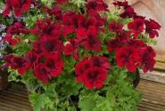 Pelargonium grandiflorum Candy Flowers Dark Red