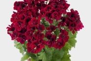 Pelargonium grandiflorum Candy Flowers Dark Red (12cm)