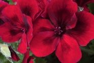 Pelargonium grandiflorum Candy Flowers Dark Red (12cm)