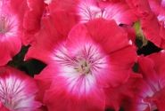 Pelargonium grandiflorum Bermuda Cherry (12cm)