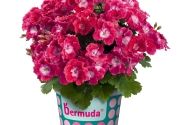 Pelargonium grandiflorum Bermuda Cherry (12cm)