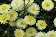 Argyranthemum frutescens Day-Zee Double Vanilla (12 cm)