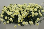 Argyranthemum frutescens Day-Zee Double Vanilla (12 cm)