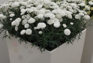 Argyranthemum frutescens Day-Zee Double White (12 cm)
