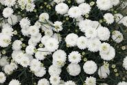Argyranthemum frutescens Day-Zee Double White (12 cm)
