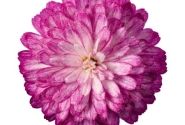 Argyranthemum frutescens Day-Zee Double Pink White (12 cm)