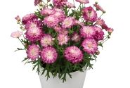 Argyranthemum frutescens Day-Zee Double Pink White (12 cm)