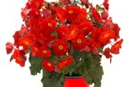 Begonia Macarouge