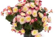 Begonia Sunbrero Basket Bicolor
