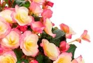 Begonia Sunbrero Basket Bicolor