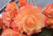 Begonia Fragrant Falls Peach