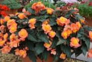 Begonia Sunbrero Peardrop