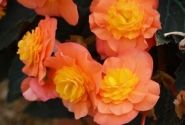 Begonia Sunbrero Peardrop