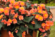 Begonia Sunbrero Peardrop