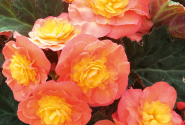 Begonia Sunbrero Peardrop