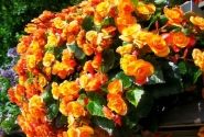 Begonia Sunbrero Catrin