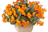 Begonia Sunbrero Catrin