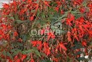 Begonia Sunbrero Basket Scarlet