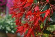 Begonia Sunbrero Basket Scarlet