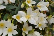 Begonia Sunbrero Basket White