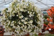 Begonia Sunbrero Basket White