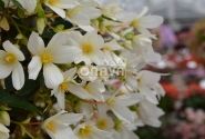 Begonia Sunbrero Basket White