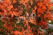 Begonia Sunbrero Basket Salmon