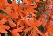 Begonia Sunbrero Basket Salmon