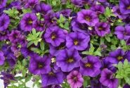 Calibrachoa hybrida PortuCal Patio Blue (12 cm)