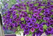 Calibrachoa hybrida PortuCal Patio Blue (12 cm)