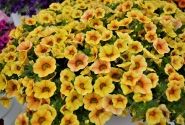 Calibrachoa hybrida PortuCal Patio Yellow Red (12 cm)
