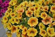 Calibrachoa hybrida PortuCal Patio Yellow Red (12 cm)