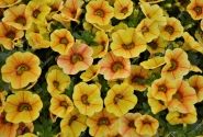 Calibrachoa hybrida PortuCal Patio Yellow Red (12 cm)
