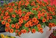 Calibrachoa hybrida PortuCal Patio Orange (12 cm)