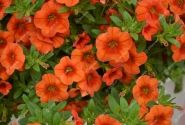 Calibrachoa hybrida PortuCal Patio Orange (12 cm)