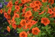 Calibrachoa hybrida PortuCal Patio Orange (12 cm)