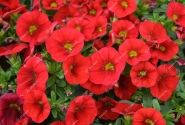 Calibrachoa hybrida PortuCal Patio Red