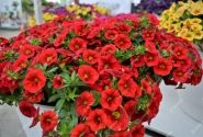 Calibrachoa hybrida PortuCal Patio Red (12 cm)