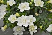 Calibrachoa hybrida PortuCal Double White