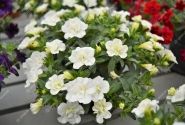 Calibrachoa hybrida PortuCal Double White