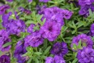 Calibrachoa hybrida PortuCal Double Blue (12 cm)