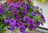 Calibrachoa hybrida PortuCal Double Blue (12 cm)