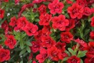 Calibrachoa hybrida PortuCal Double Red (XXL)