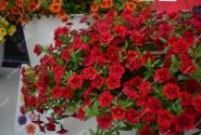 Calibrachoa hybrida PortuCal Double Red (12 cm)